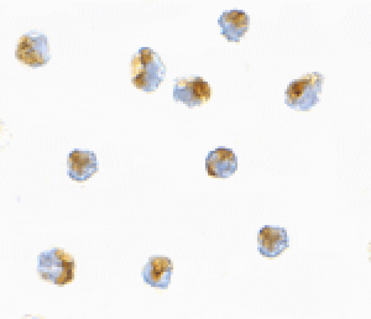 Immunocytochemistry - Bub1 Antibody from Signalway Antibody (24539) - Antibodies.com