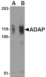 Western blot - ADAP Antibody from Signalway Antibody (24554) - Antibodies.com