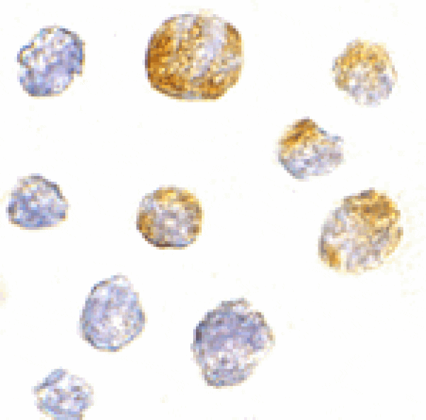 Immunocytochemistry - KIF5 Antibody from Signalway Antibody (24559) - Antibodies.com