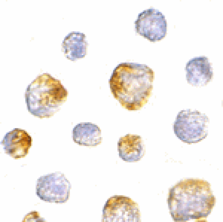 Immunocytochemistry - KIF5 Antibody from Signalway Antibody (24560) - Antibodies.com