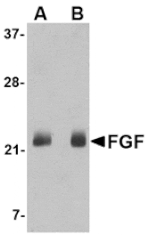 Western blot - FGF4 Antibody from Signalway Antibody (24622) - Antibodies.com