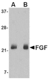 Western blot - FGF4 Antibody from Signalway Antibody (24622) - Antibodies.com