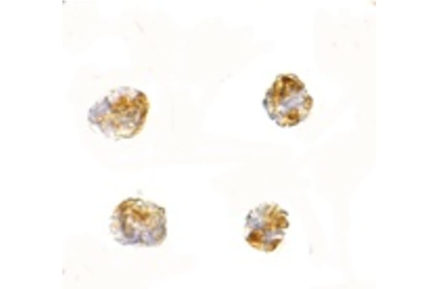 Immunocytochemistry - PARL Antibody from Signalway Antibody (24739) - Antibodies.com