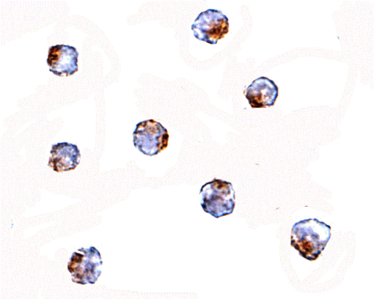 Immunocytochemistry - Aak1 Antibody from Signalway Antibody (24772) - Antibodies.com