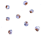 Immunocytochemistry - Aak1 Antibody from Signalway Antibody (24772) - Antibodies.com