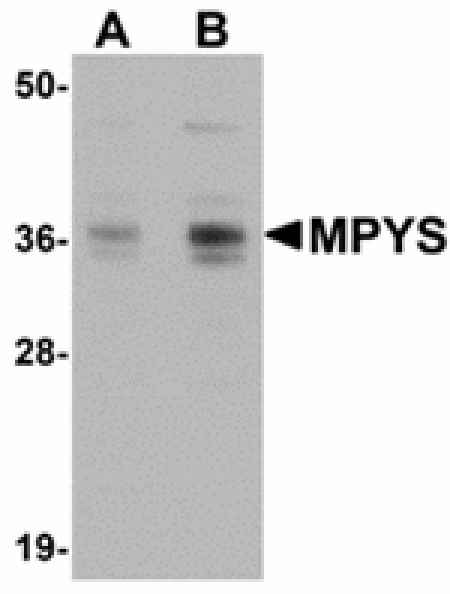 Western blot - MPYS Antibody from Signalway Antibody (24935) - Antibodies.com