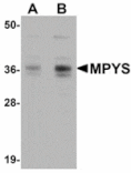 Western blot - MPYS Antibody from Signalway Antibody (24935) - Antibodies.com