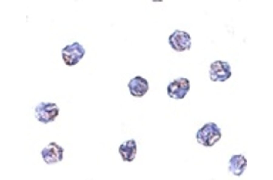 Immunocytochemistry - MPYS Antibody from Signalway Antibody (24935) - Antibodies.com