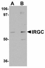 Western blot analysis of IRGC in A20 cell lysate with IRGC antibody at (A) 1 and (B) 2 µg/mL.