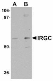 Western blot - IRGC Antibody from Signalway Antibody (24944) - Antibodies.com