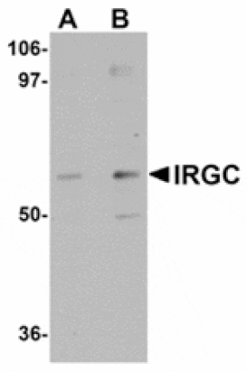 Western blot - IRGC Antibody from Signalway Antibody (24944) - Antibodies.com