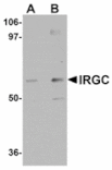 Western blot - IRGC Antibody from Signalway Antibody (24944) - Antibodies.com