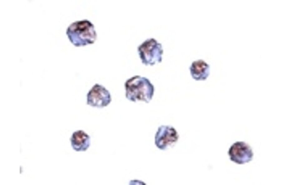 Immunocytochemistry - IRGC Antibody from Signalway Antibody (24944) - Antibodies.com