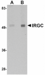 Western blot - IRGC Antibody from Signalway Antibody (24945) - Antibodies.com