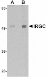 Western blot - IRGC Antibody from Signalway Antibody (24945) - Antibodies.com