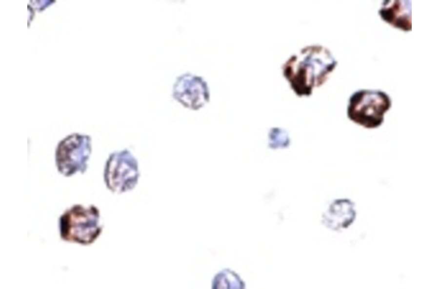 Immunocytochemistry - IRGC Antibody from Signalway Antibody (24945) - Antibodies.com