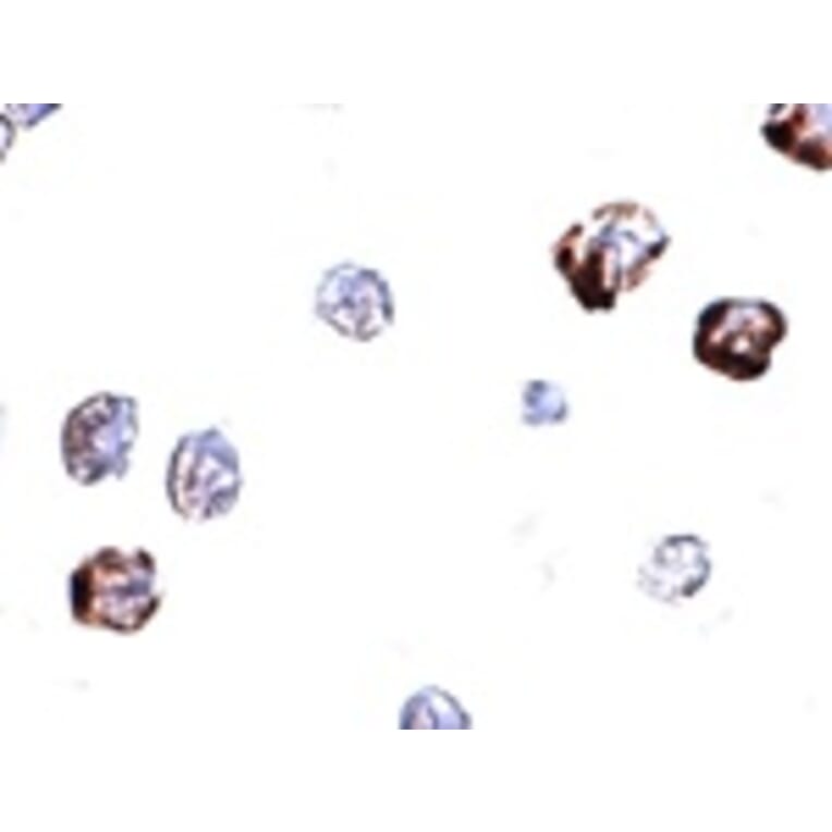 Immunocytochemistry - IRGC Antibody from Signalway Antibody (24945) - Antibodies.com