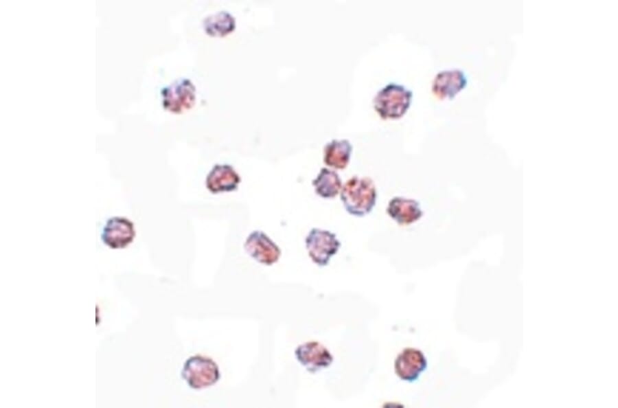 Immunocytochemistry - SOX2 Antibody from Signalway Antibody (25044) - Antibodies.com