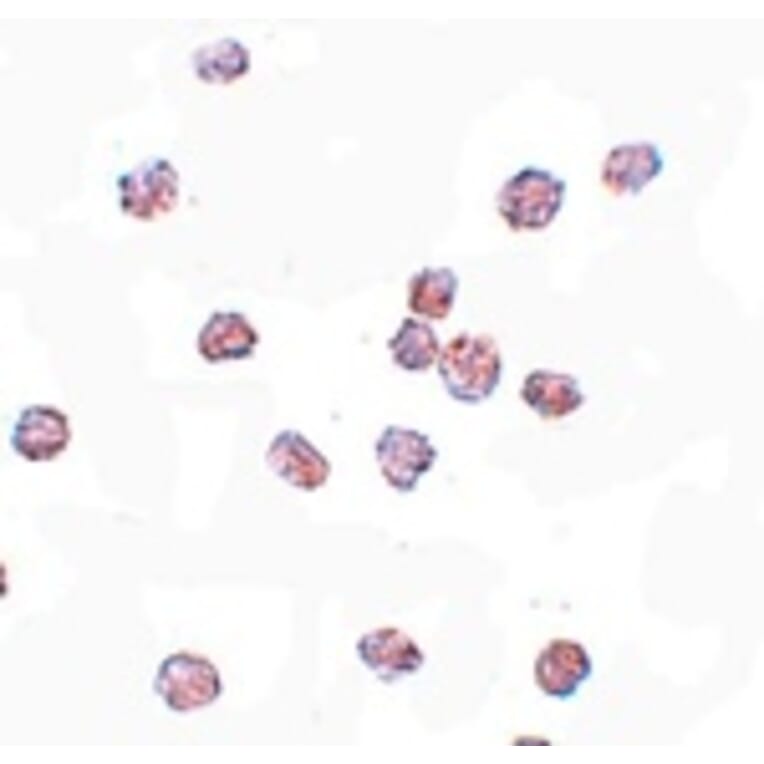 Immunocytochemistry - SOX2 Antibody from Signalway Antibody (25044) - Antibodies.com