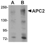 Western blot - APC2 Antibody from Signalway Antibody (25101) - Antibodies.com