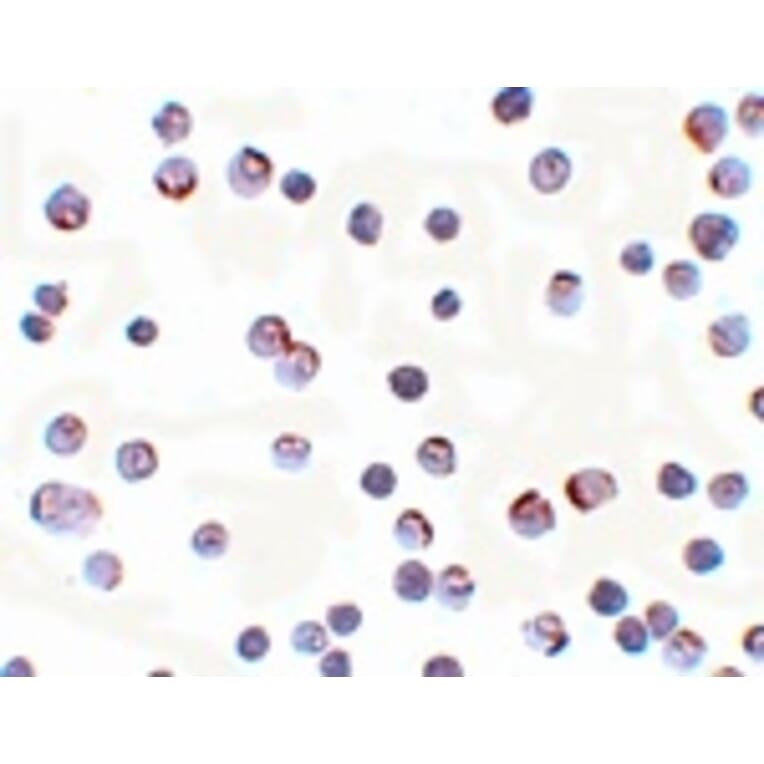 Immunocytochemistry - APC2 Antibody from Signalway Antibody (25101) - Antibodies.com