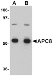 Western blot - APC8 Antibody from Signalway Antibody (25107) - Antibodies.com
