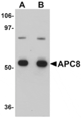 Western blot - APC8 Antibody from Signalway Antibody (25107) - Antibodies.com