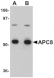 Western blot - APC8 Antibody from Signalway Antibody (25107) - Antibodies.com