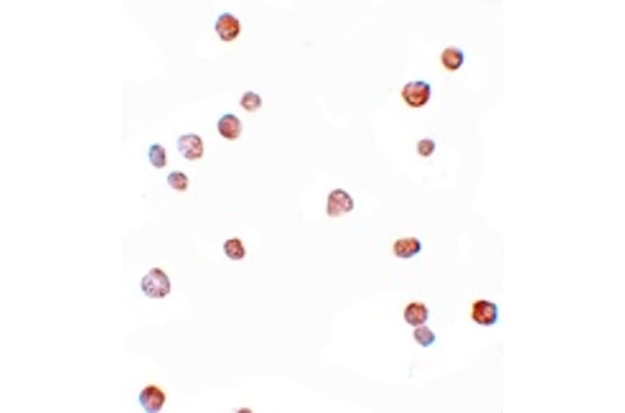 Immunocytochemistry - APC8 Antibody from Signalway Antibody (25107) - Antibodies.com