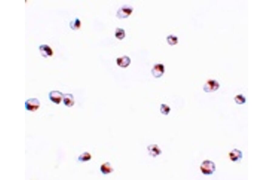 Immunocytochemistry - SAE2 Antibody from Signalway Antibody (25116) - Antibodies.com