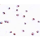 Immunocytochemistry - SAE2 Antibody from Signalway Antibody (25116) - Antibodies.com