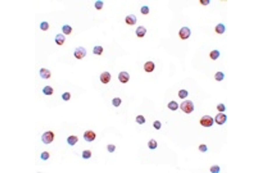 Immunocytochemistry - SIP1 Antibody from Signalway Antibody (25143) - Antibodies.com