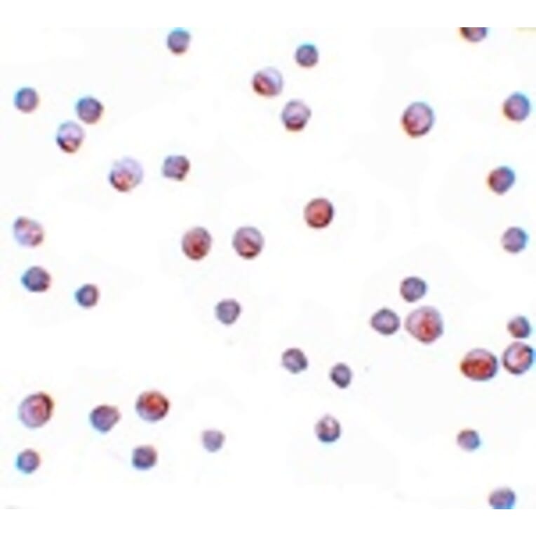 Immunocytochemistry - SIP1 Antibody from Signalway Antibody (25143) - Antibodies.com