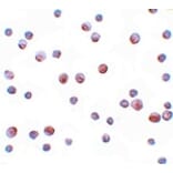 Immunocytochemistry - SIP1 Antibody from Signalway Antibody (25143) - Antibodies.com