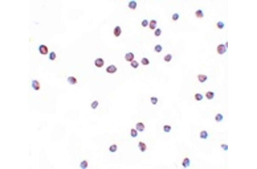 Immunocytochemistry - ZEB2 Antibody from Signalway Antibody (25145) - Antibodies.com