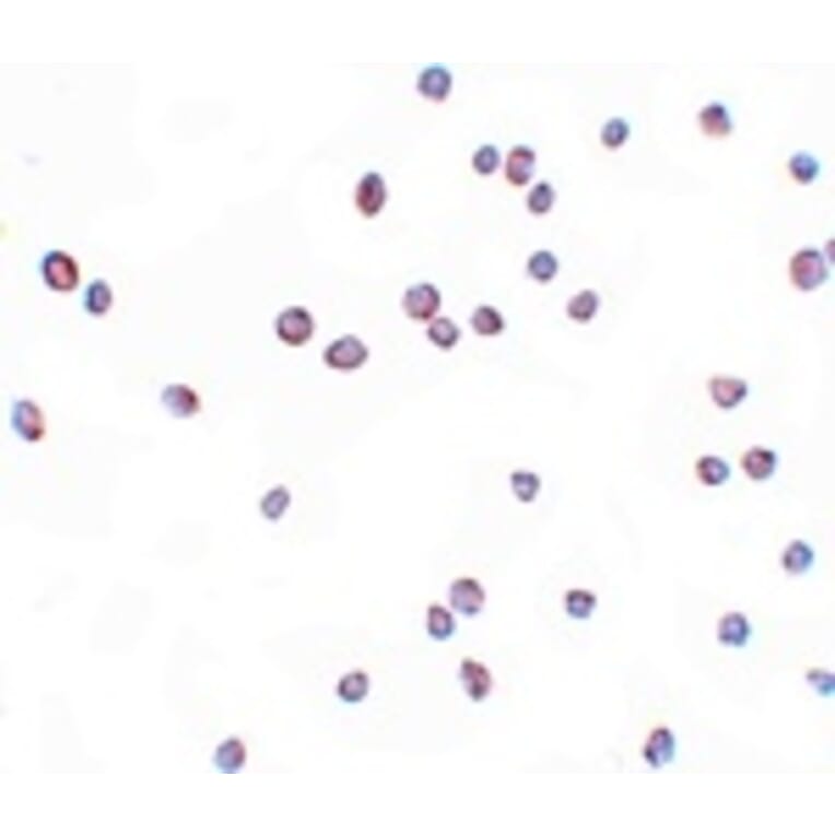 Immunocytochemistry - ZEB2 Antibody from Signalway Antibody (25145) - Antibodies.com