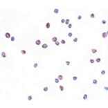 Immunocytochemistry - ZEB2 Antibody from Signalway Antibody (25145) - Antibodies.com