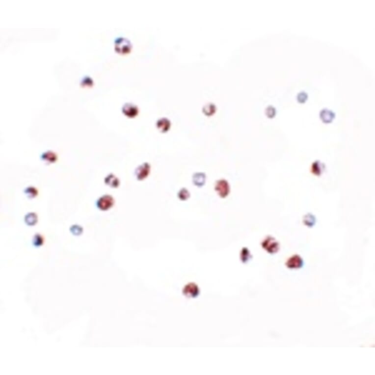 Immunocytochemistry - NOD4 Antibody from Signalway Antibody (25176) - Antibodies.com