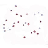 Immunocytochemistry - NOD4 Antibody from Signalway Antibody (25176) - Antibodies.com