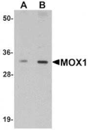Western blot - MOX1 Antibody from Signalway Antibody (25196) - Antibodies.com