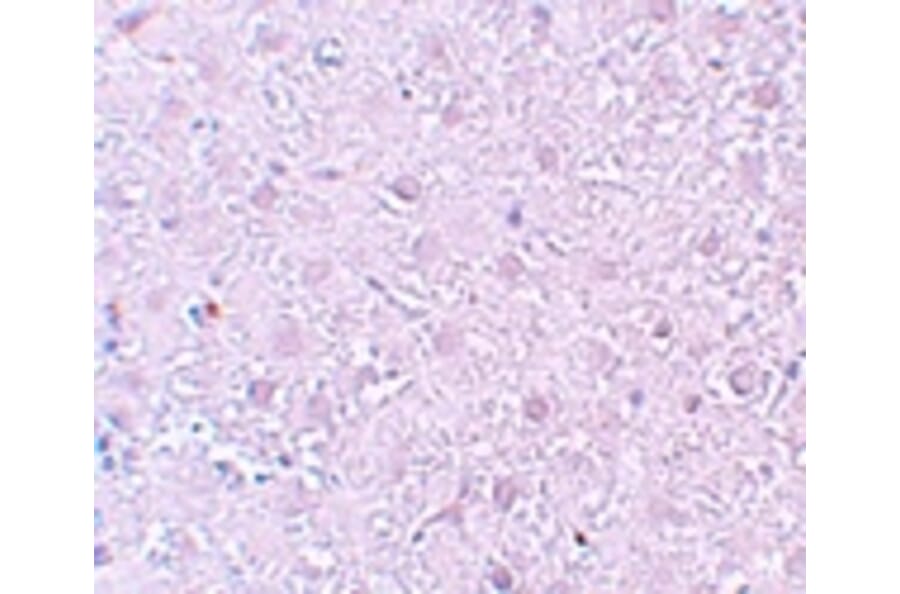 Immunohistochemistry - MOX1 Antibody from Signalway Antibody (25196) - Antibodies.com