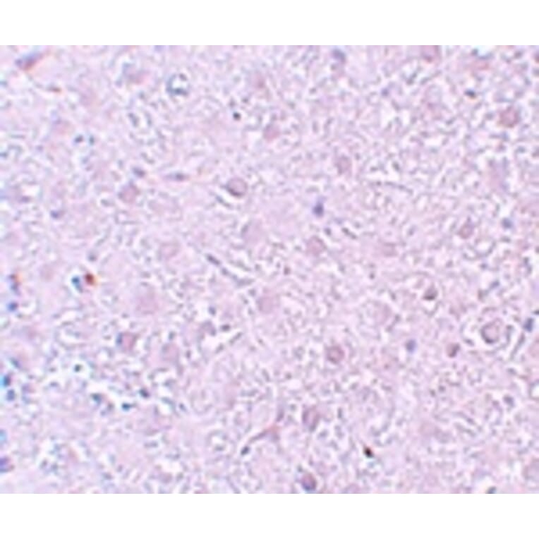 Immunohistochemistry - MOX1 Antibody from Signalway Antibody (25196) - Antibodies.com