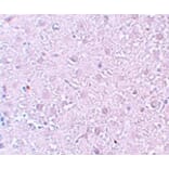 Immunohistochemistry - MOX1 Antibody from Signalway Antibody (25196) - Antibodies.com