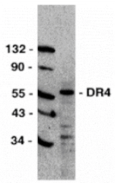 Western blot - DR4 Antibody from Signalway Antibody (24022) - Antibodies.com