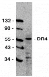 Western blot - DR4 Antibody from Signalway Antibody (24022) - Antibodies.com