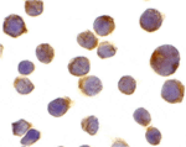 Immunocytochemistry - DR4 Antibody from Signalway Antibody (24022) - Antibodies.com
