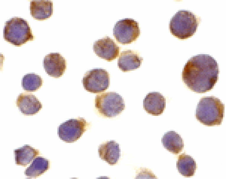 Immunocytochemistry - DR4 Antibody from Signalway Antibody (24022) - Antibodies.com