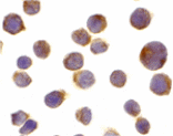 Immunocytochemistry - DR4 Antibody from Signalway Antibody (24022) - Antibodies.com