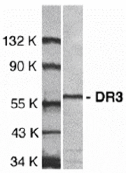 Western blot - DR3 Antibody from Signalway Antibody (24028) - Antibodies.com