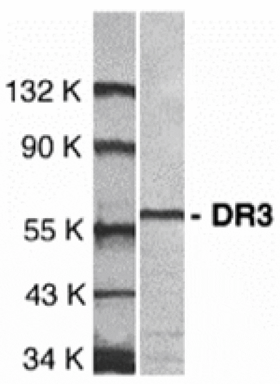 Western blot - DR3 Antibody from Signalway Antibody (24028) - Antibodies.com